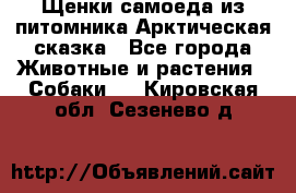 Щенки самоеда из питомника Арктическая сказка - Все города Животные и растения » Собаки   . Кировская обл.,Сезенево д.